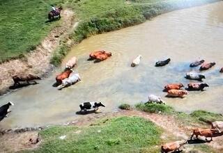 Anuncian medidas para atender animales de producción ante emergencia en Caregato