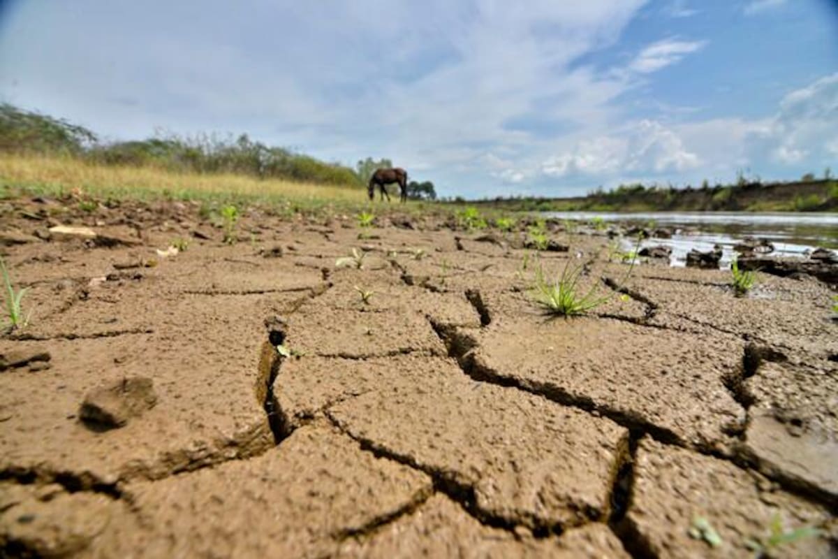Más de 500 animales han muerto de hambre y sed por fenómeno del niño en Tolima