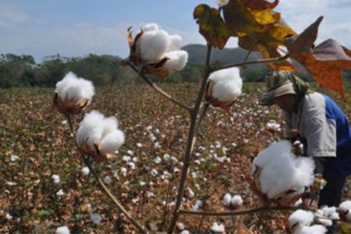 Aumenta cultivo de algodón en Córdoba