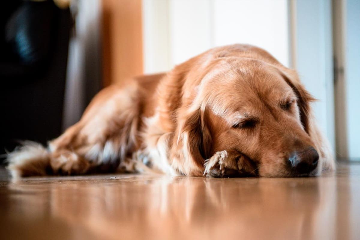 Las mascotas pueden sufrir de estrés post vacacional
