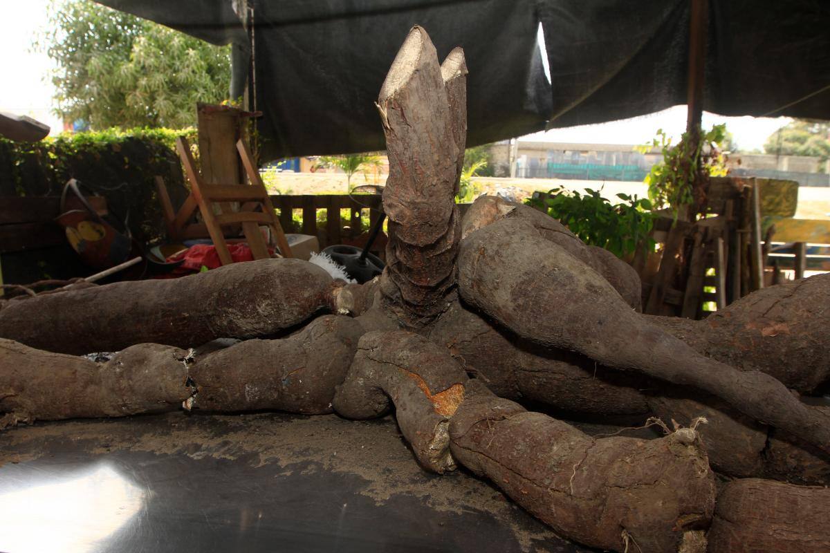 Video: marihuana estaba camuflada en una caja llena de yuca