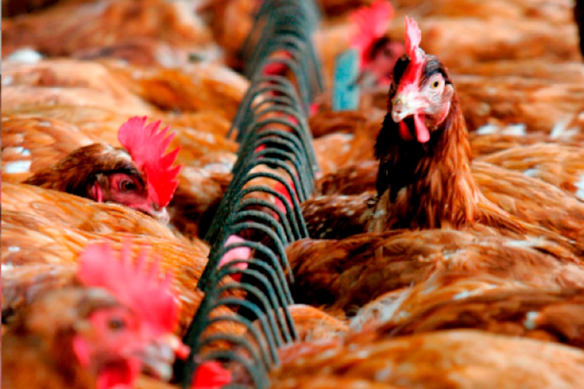 La OMS mantiene en “bajo” el riesgo global de la gripe aviar