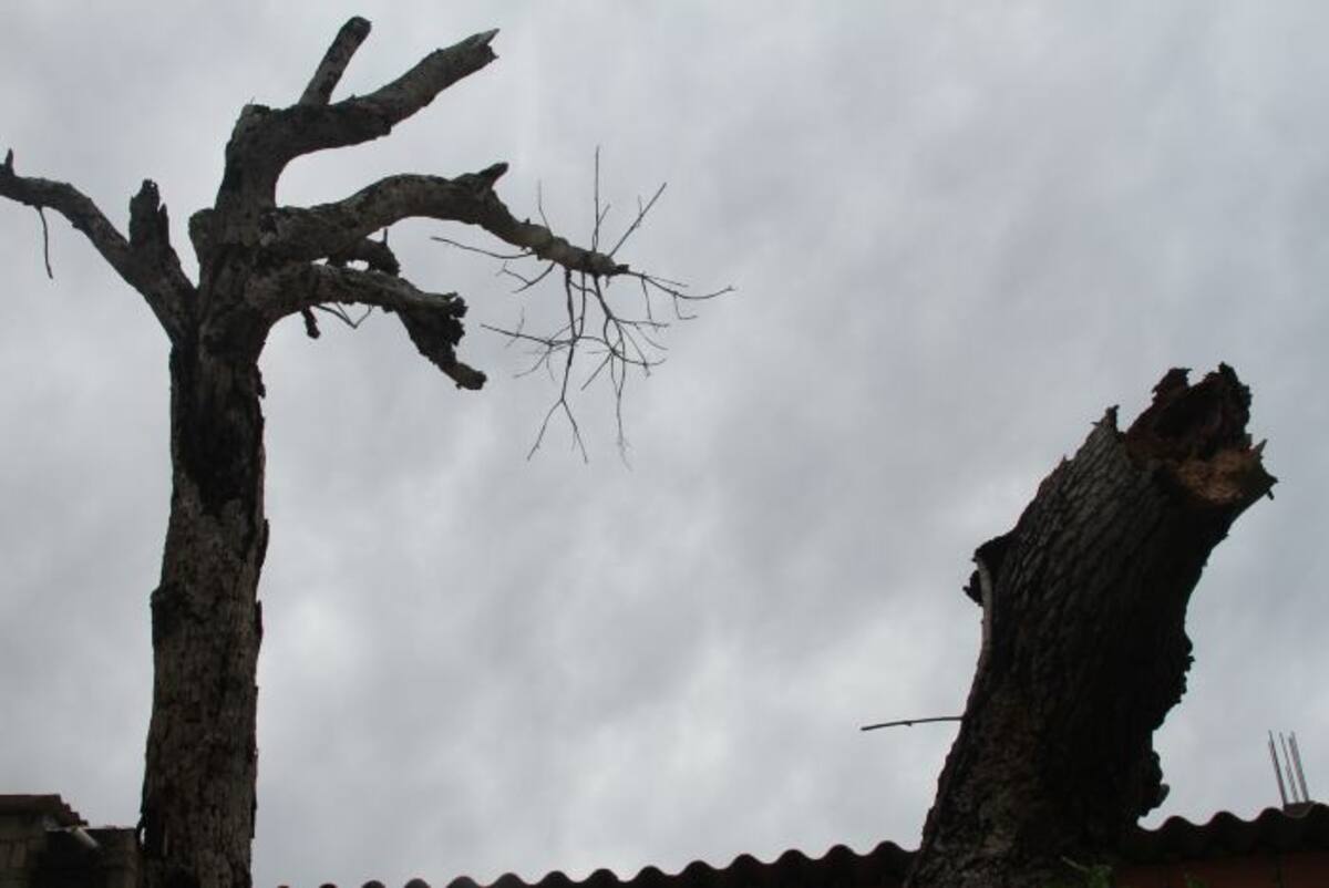 Los árboles de la casa Meza aún superan el techo de la casa. DANIELA BUELVAS - EL UNIVERSAL