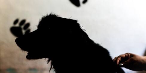 Tragedia en Estados Unidos: recién nacida murió por ataque de un perro criollo