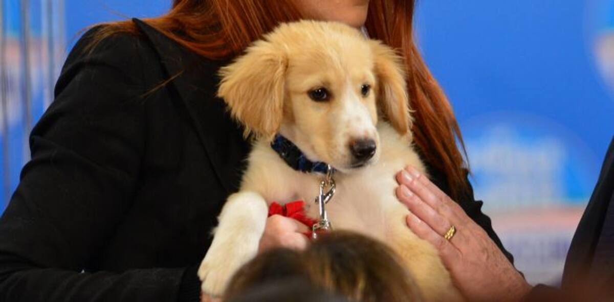 Silvio Berlusconi adoptó esta semana a Vicky, una simpática perrita, cruce de varias razas. AFP GIUSEPPE CACACE
