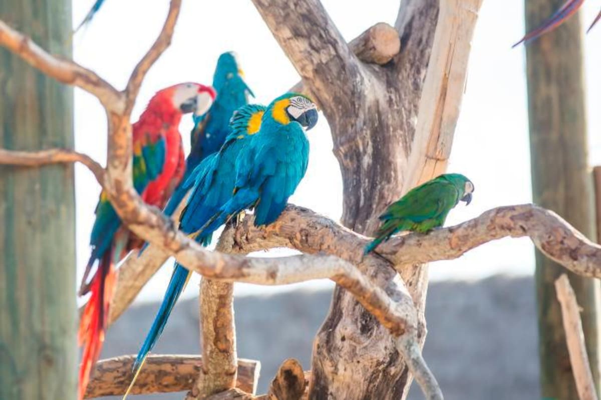 Más de 200 especies de animales fueron liberadas en Cartagena