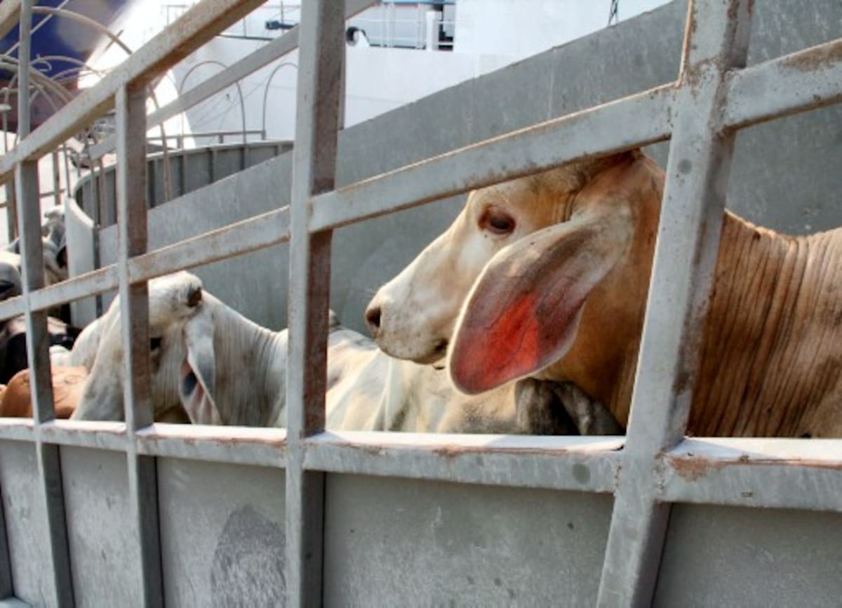 La decisión del Gobierno reactivará las exportaciones de ganado en pie por los terminales de Cartagena. ARCHIVO/ EL UNIVERSAL