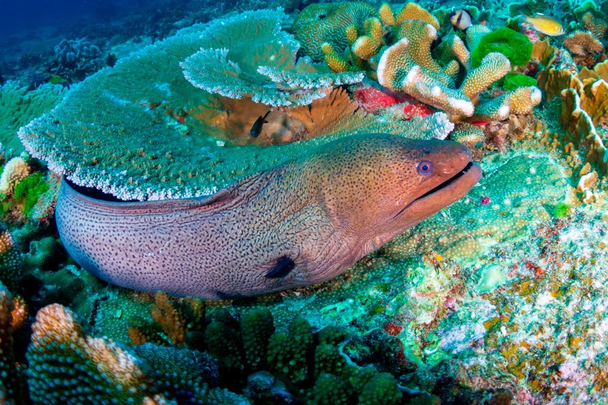 Las ‘serpientes de mar’ o morenas están alterando la vida en arrecifes