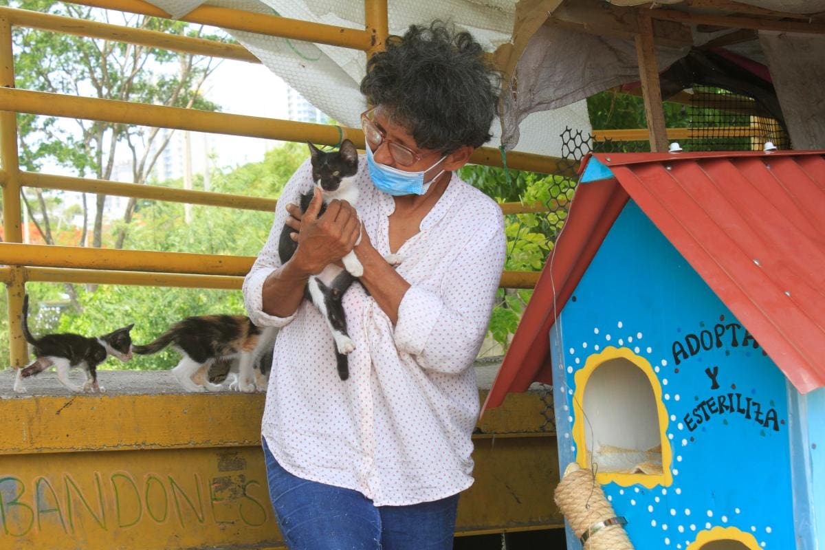 Este es el refugio que Esperanza les hizo a los gatos para que se resguardaran de la lluvia y el sol.