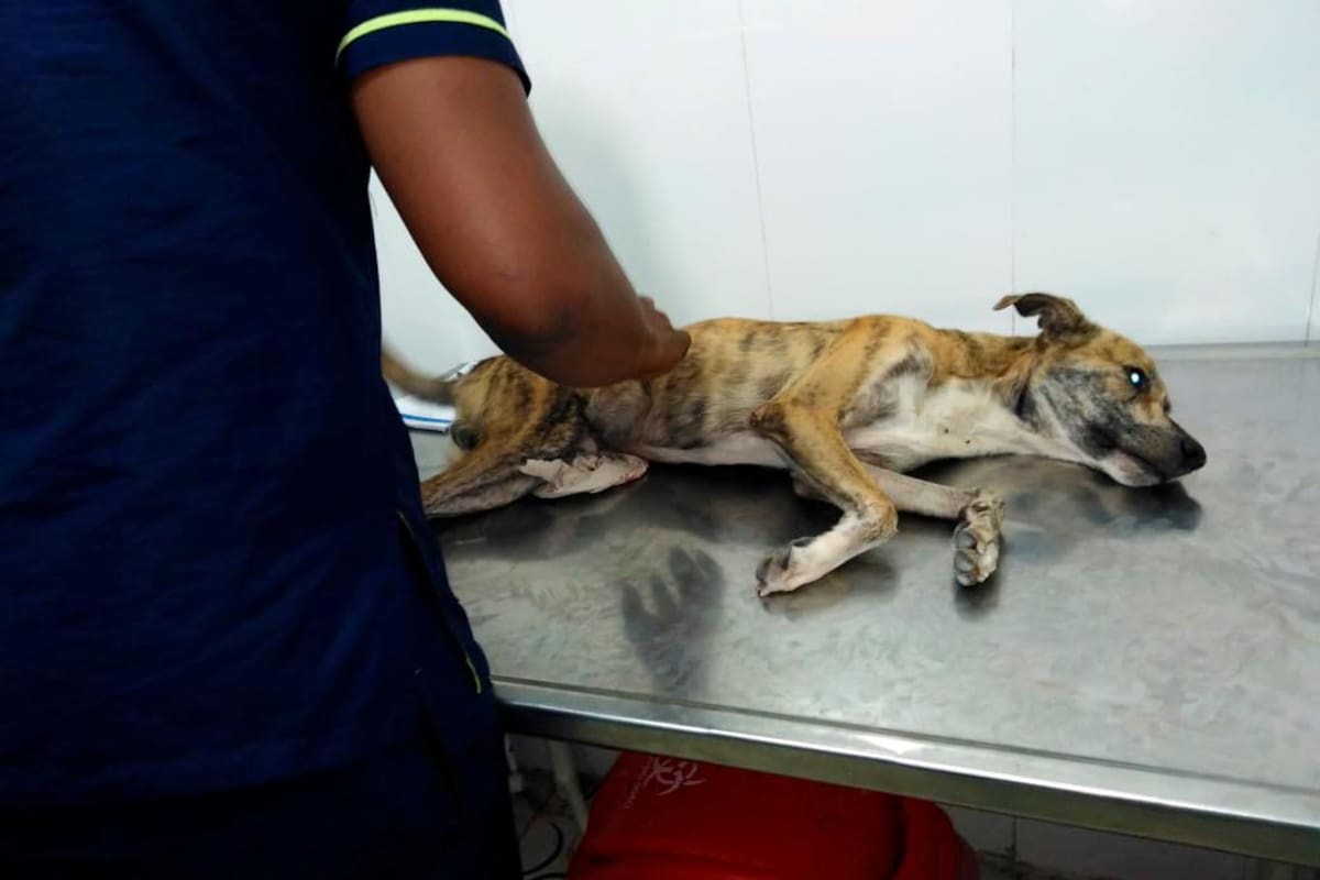 Perro muere tras ser lanzado del piso 19 de un conjunto residencial en Cartagena