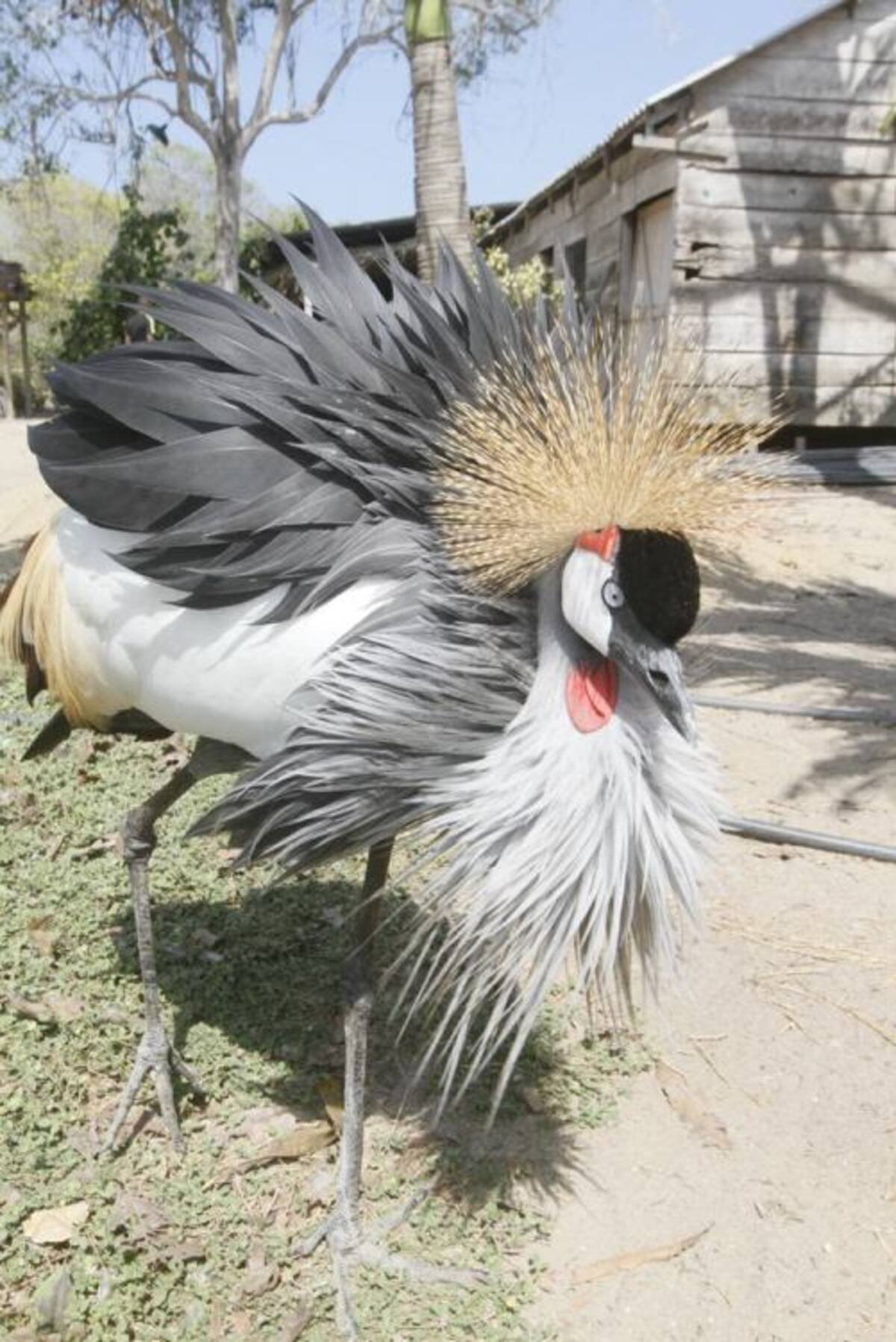 En el aviario también podrán enconstrar a la popular Grulla que fue extraviada y encontrada gracias a los diarios El Universal y Q’hubo, en el 2012. JULIO CASTAÑO