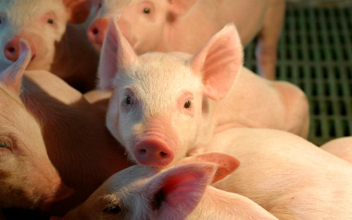 Antioquia es el mayor productor porcícola del país. // CORTESÍA.