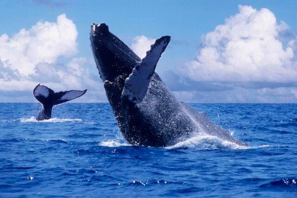 ¡Lo máximo! Arrancó la temporada de ballenas en el pacífico colombiano