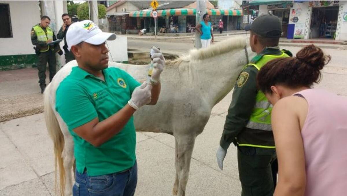 El animal fue decomisado y trasladado a una pesebrera. Foto: Cortesía