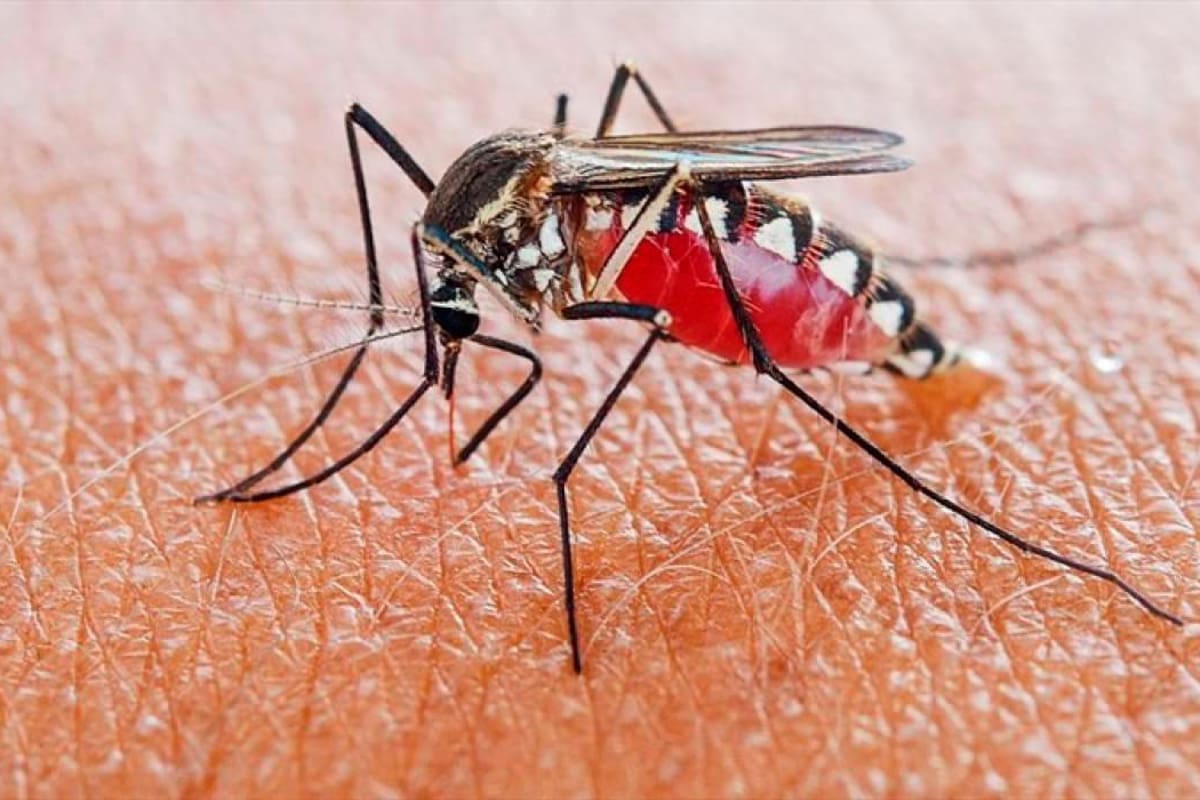 “Desorientar y desactivar” la malaria sí es posible: científicos