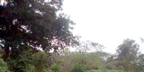 Tutela frena desalojo de campesinos en Cachenche, Turbana