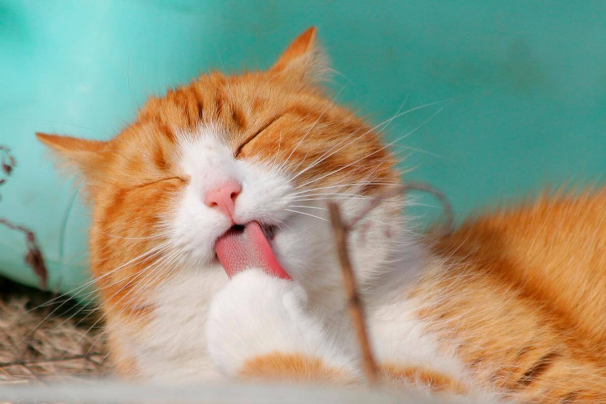 Estudio sugiere que los gatos reconocen su nombre pero... se hacen los locos