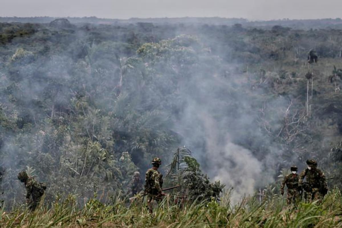 En cuatro departamentos se concentró el 70% de la plantación de coca en 2020