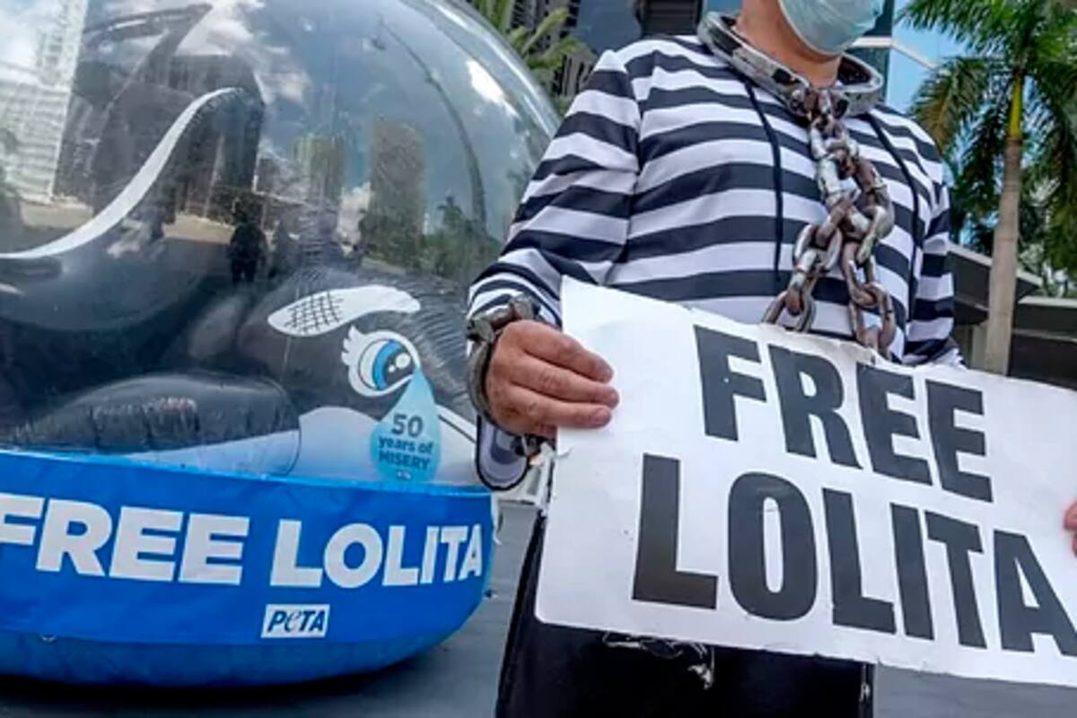 Activistas contra el maltrato animal piden liberar en Miami a la orca Lolita