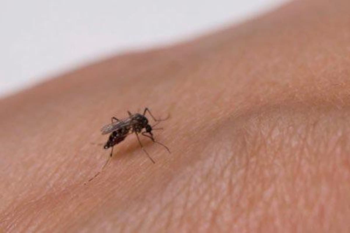 Minsalud hace un llamado a intensificar acciones contra el dengue