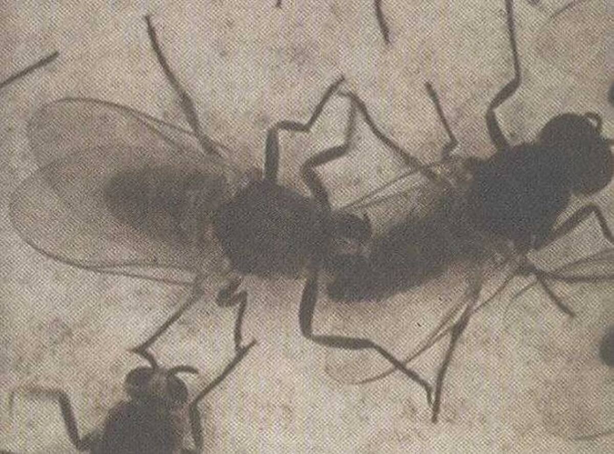 Esta enfermedad se transmite por contacto directo, o por contacto indirecto con toallas o fluidos conjuntivales de una persona infectada y a través de la mosca negra. COLPRENSA
