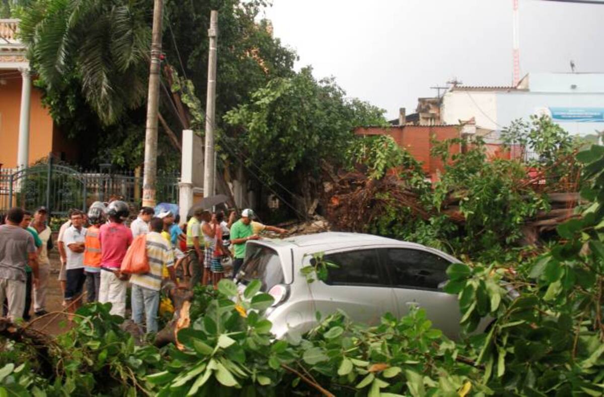 La bonga ubicada al lado de la Universidad Libre, fue otro de los árboles derribados. KAILLINE GIRALDO