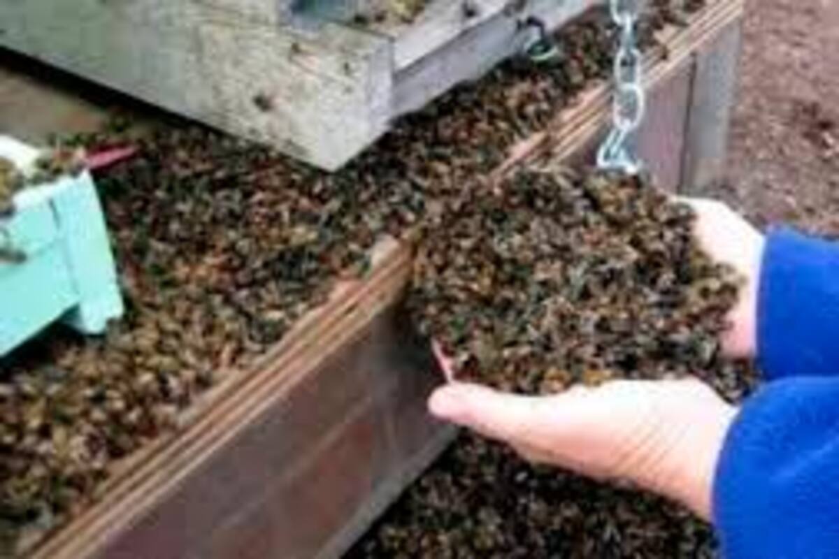 Piden suspender fumigación en zona donde murieron 18 millones de abejas