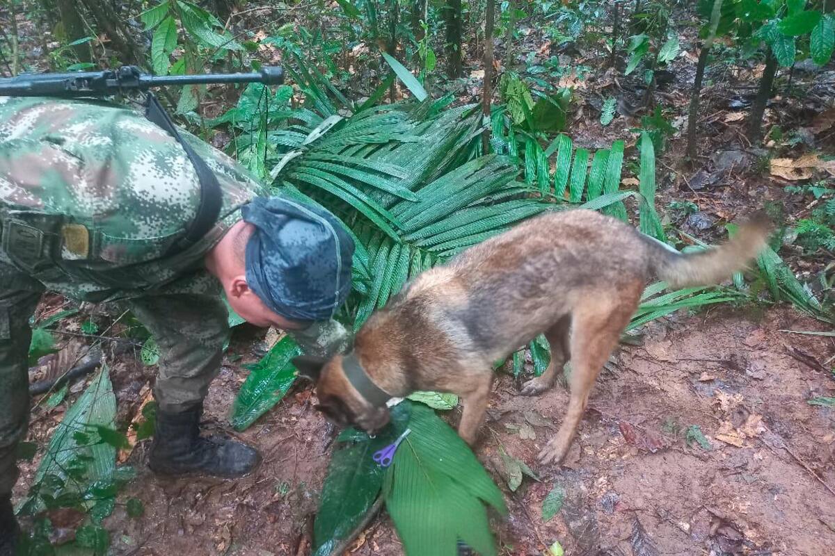 Un perro fue clave para encontrar a 4 niños vivos tras accidente aéreo