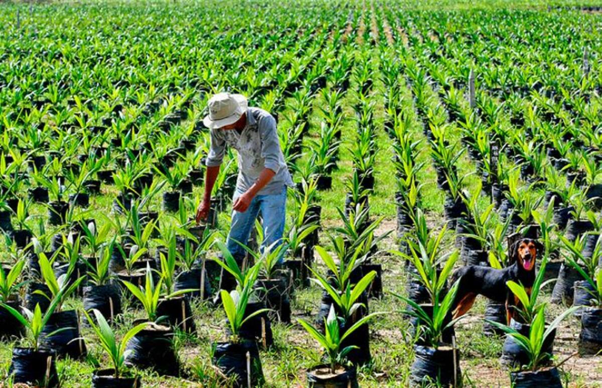 El ministro de Agricultura, Juan Guillermo Zuluaga, indicó que este sector productivo le aportó más del 6 % del Producto Interno Bruto (PIB) agropecuario en el año 2017. Colprensa