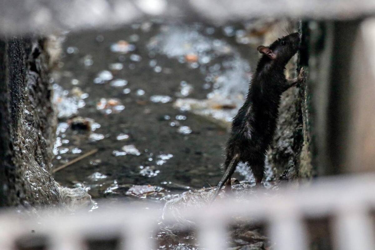 Descubren primera evidencia de uso de la imaginación en animales
