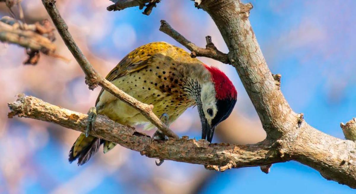 Más de 200 especies de aves se avistan en la hacienda de Avícola Camelias en Turbaco. // Fotos Felipe Díaz- Cortesía Agrícola Camelias.