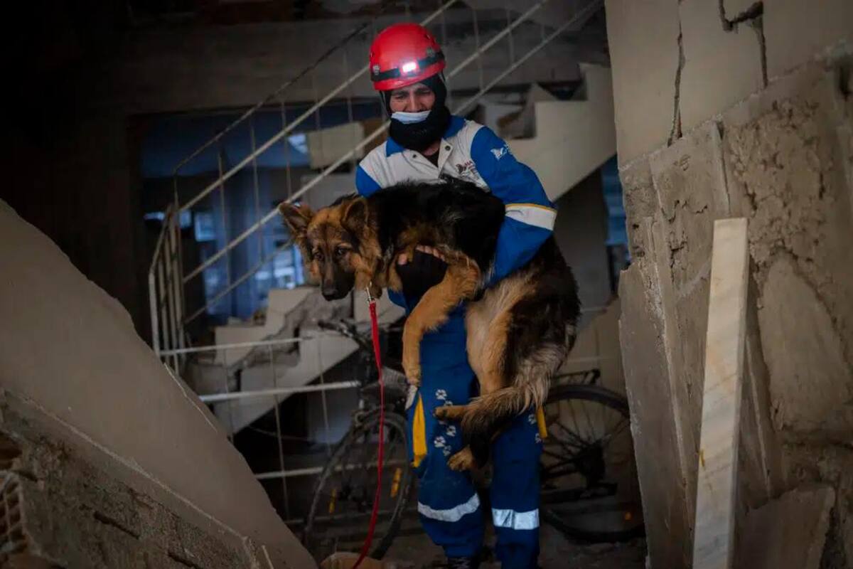 Sismo en Turquía y Siria: incrementa el número de mascotas rescatadas
