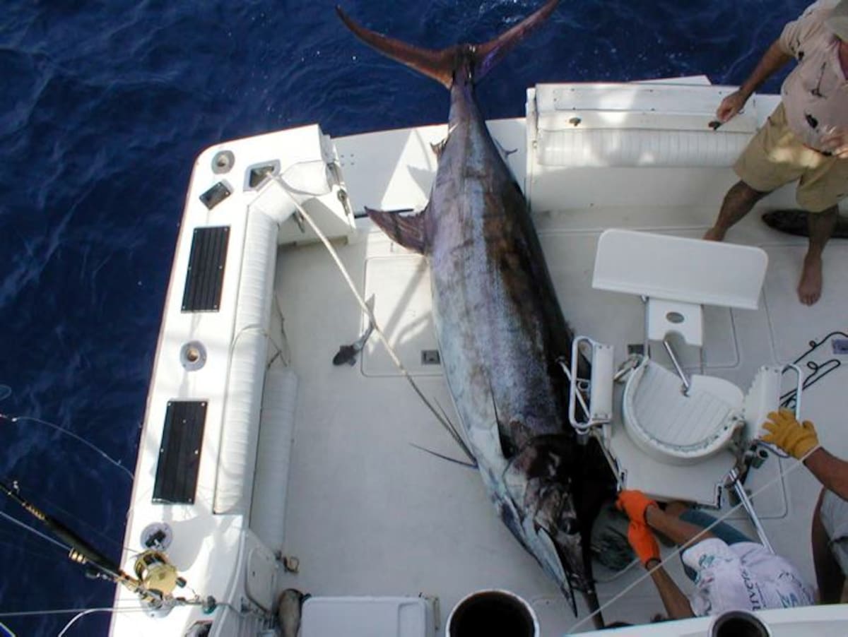 El marlin de 539 libras capturado por Raymendo 'Cachete' De la Espriella, récord en el torneo. ARCHIVO