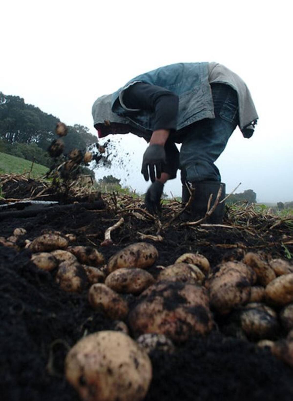 Los representantes de los cultivadores reclaman incentivos debido a que los altos precios en el tubérculo les genera pérdidas. COLPRENSA