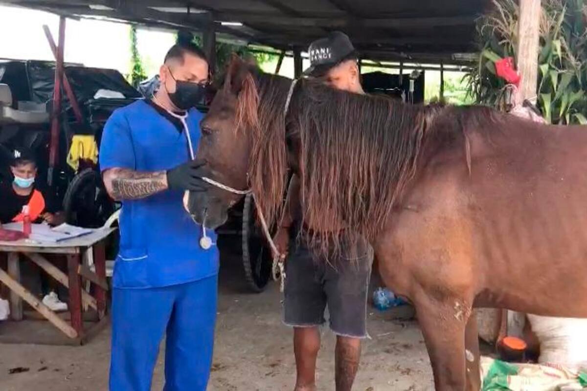 Habilitarán albergue para caballos en Cartagena