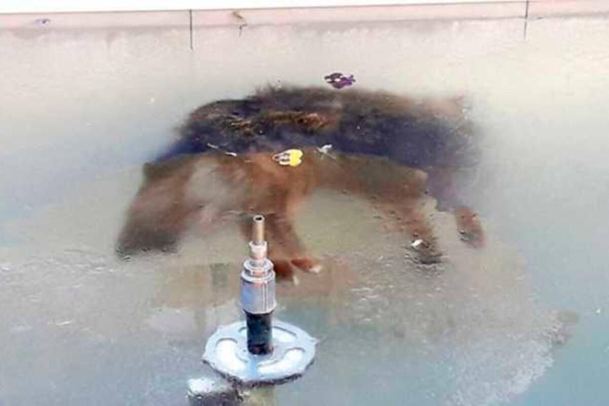 Imagen de un perro congelado en una fuente conmueve las redes sociales