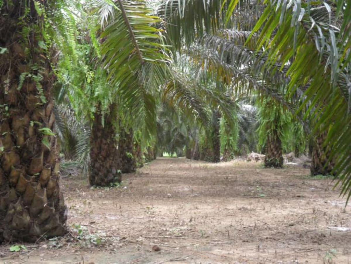 La palma es la planta oleaginosa más productiva de aceite por hectárea en el mundo.