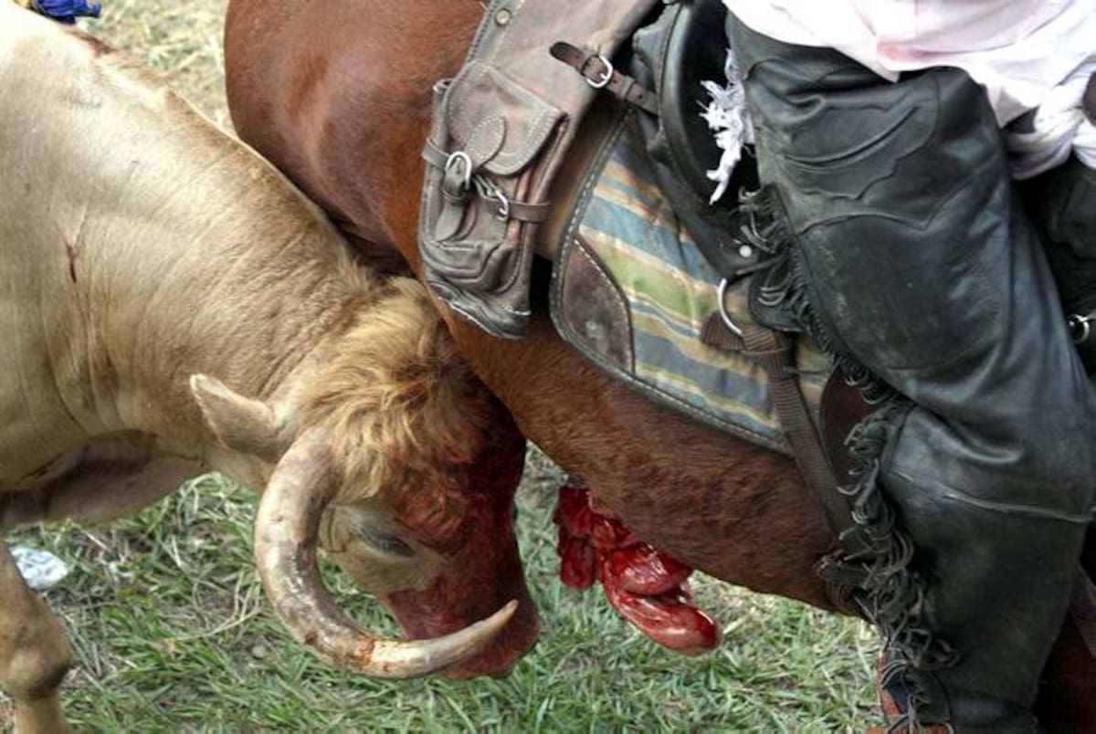 Dos caballos murieron y cuatro más resultaron heridos por los astados durante la segunda tarde de las Corralejas de Sincelejo. FOTO/MANUEL SANTIAGO PÉREZ.