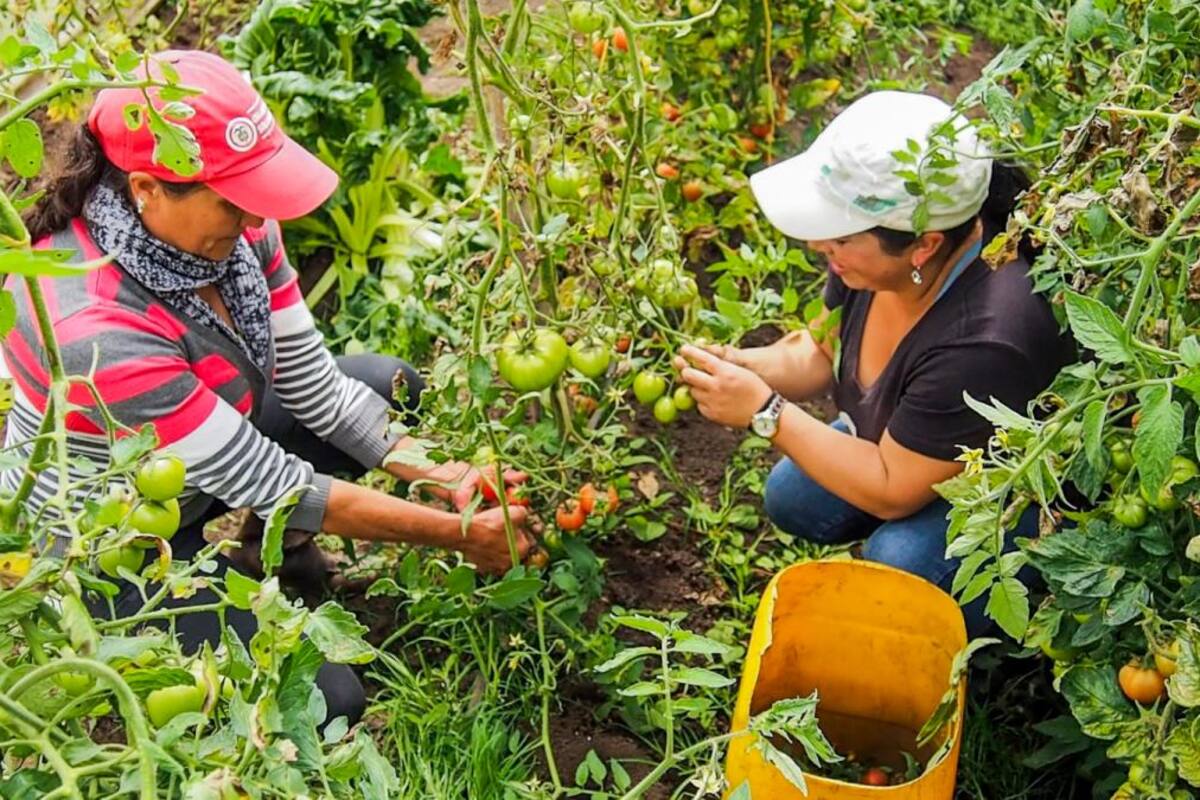Día de la Mujer Rural: ¿Cuánto crédito reciben ellas en el campo?