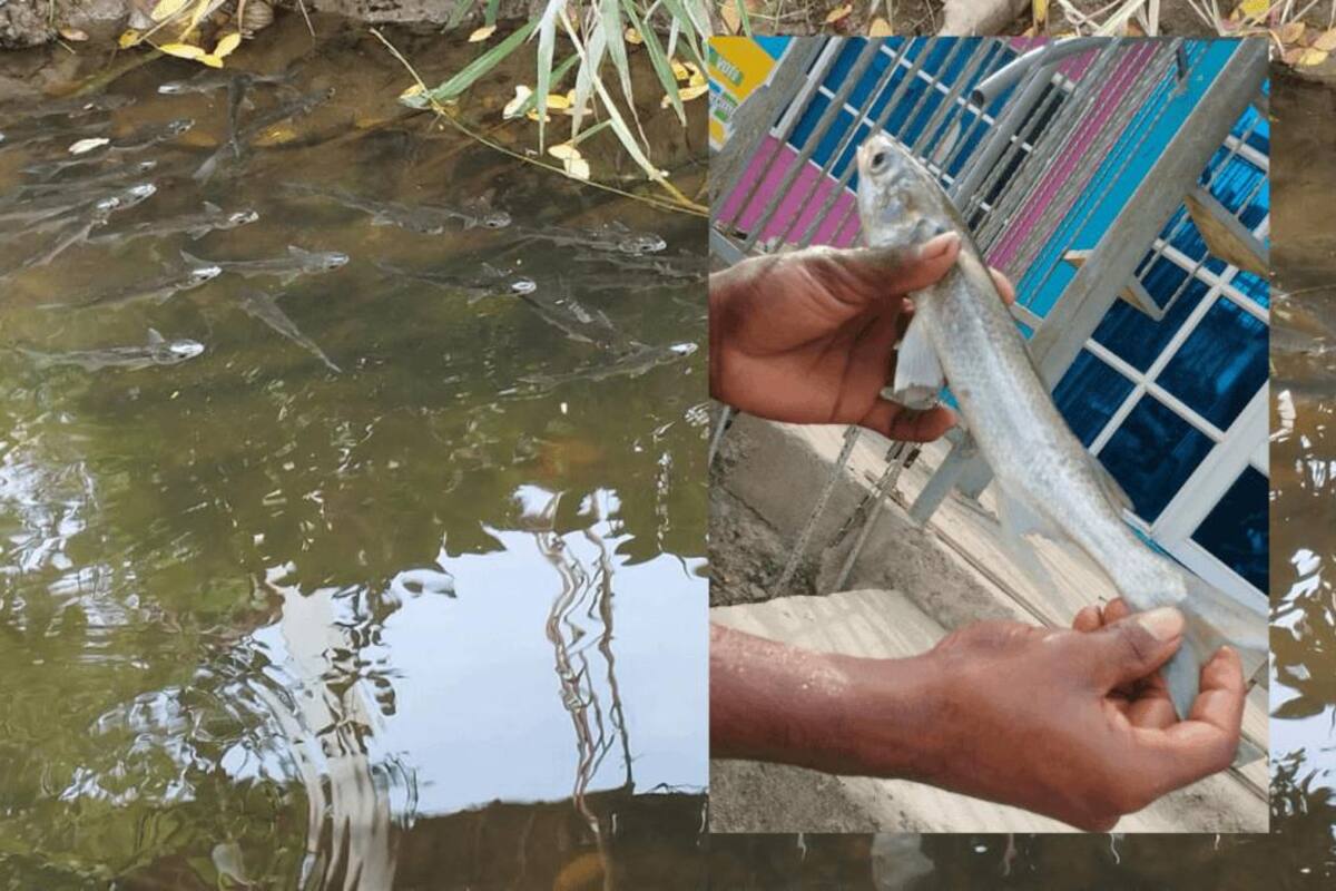 “Es un logro”: celebran el regreso de los peces al canal Policarpa