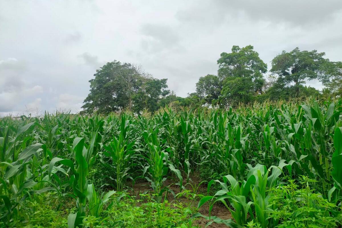 Ensilado de maíz para ganaderos del norte de Bolívar