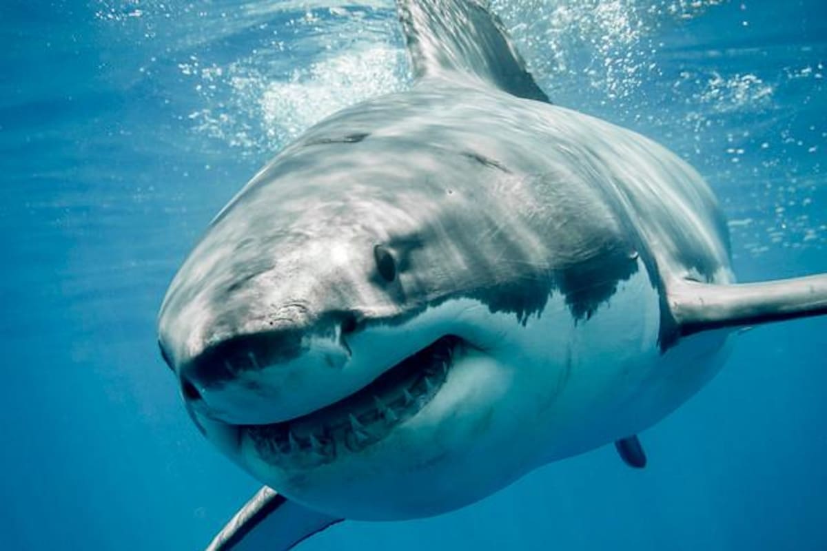Este es el papel de los tiburones en el equilibrio de los océanos