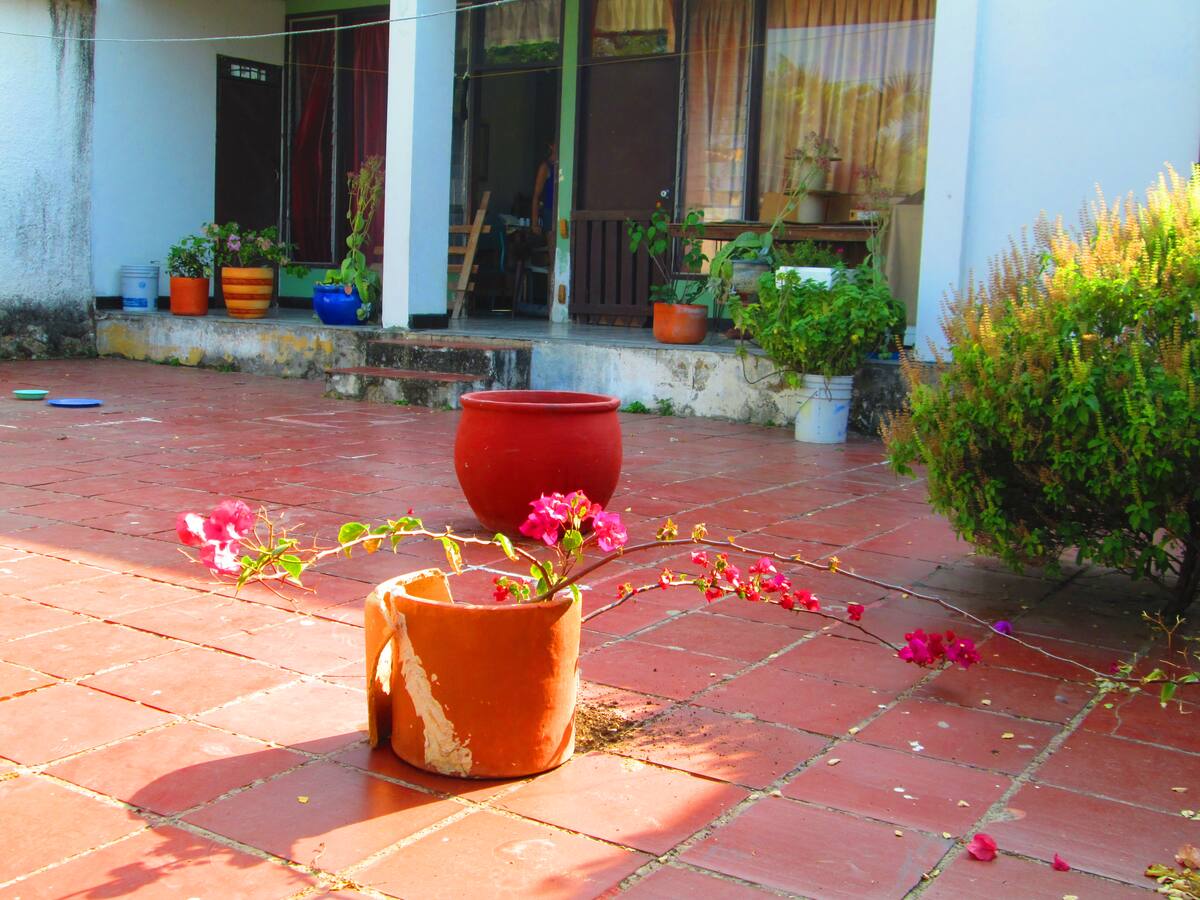Cerca de esta maceta avanzaba una boa hacia la casa de la familia Gómez Silva, cuando los perros advirtieron su presencia.