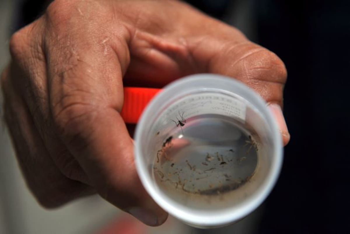 El mosquito transmisor del dengue se reproduce en las aguas estancadas. AFP HECTOR RETAMAL