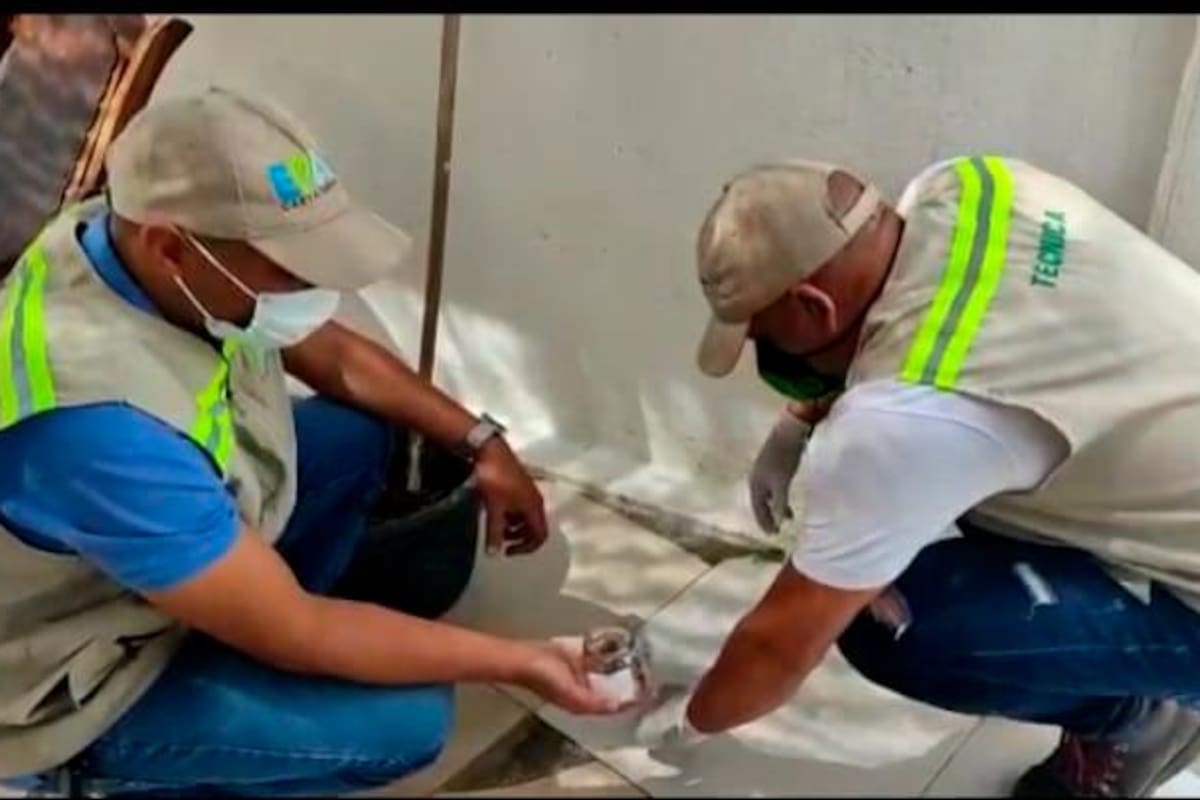 Aparición de hormigas voladoras no es un peligro: EPA