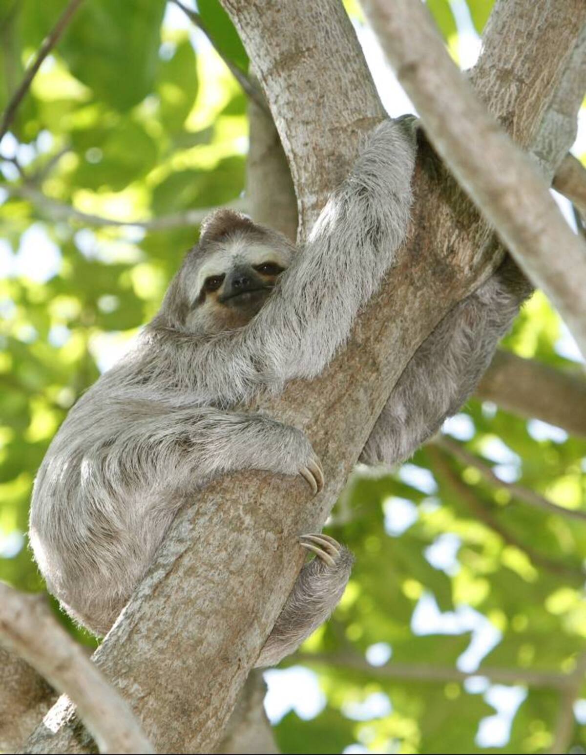 JULIO CASTAÑO - EL UNIVERSAL