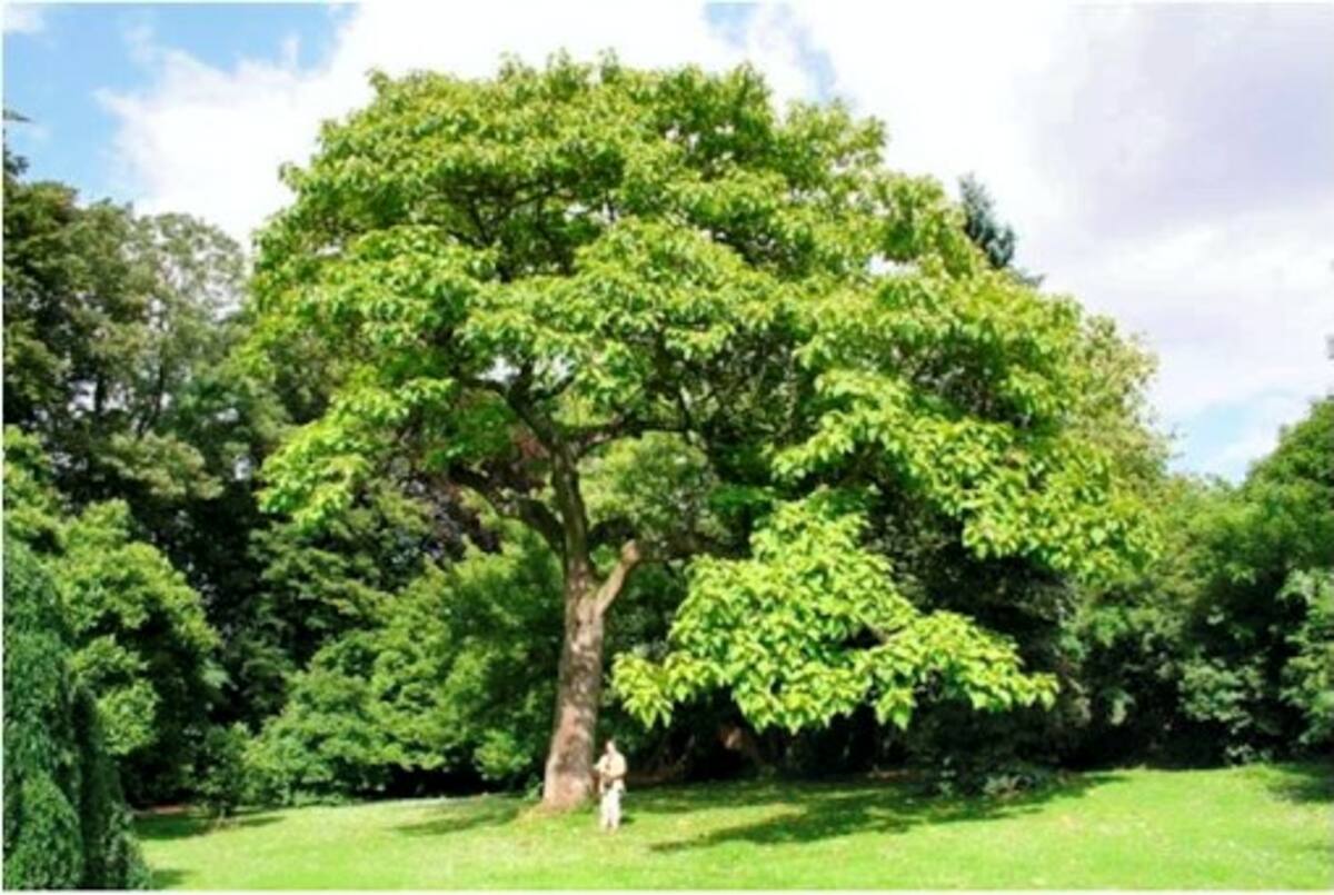 La paulownia ofrece alta rentabilidad, mínimos costos ambientales, mejoramiento del suelo, posibilidad de ingreso por venta de títulos de captura de carbono y posibilidad de acceso al Certificado de Incentivo Forestal (CIF). Cortesía