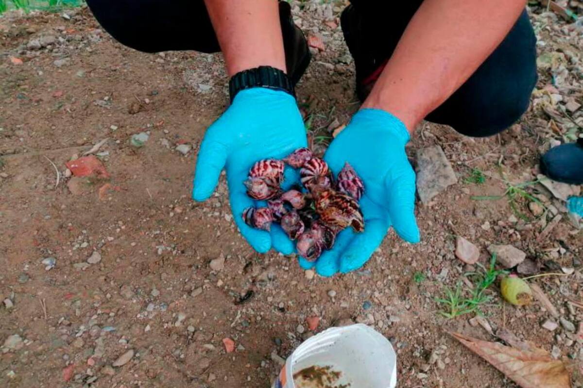 Caracol africano, otra temible amenaza para Cartagena