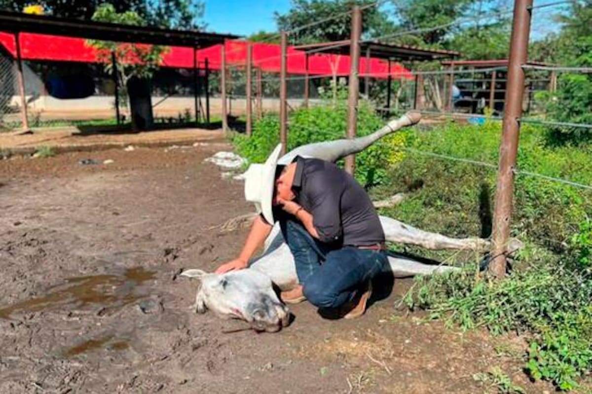 Murió el caballo que el senador Alirio Barrera llevó al Congreso