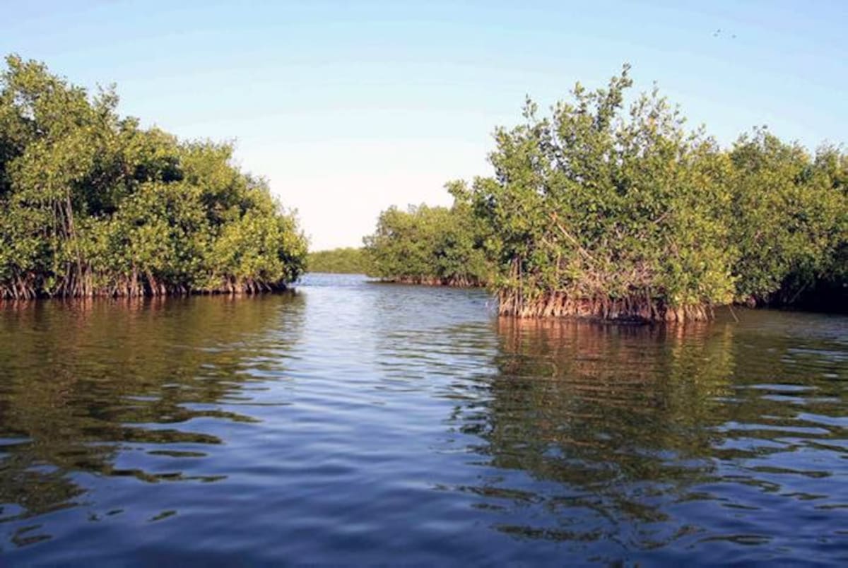 Los manglares en el Golfo de Morrosquillo necesitan ser conservados y recuperados. Cortesía